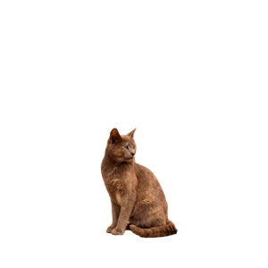 A Fluffy Grey Cat Sits Gracefully In Front Of A Red Door, Adding A Cozy Charm. 19863 - Cat PNG image with transparent background
